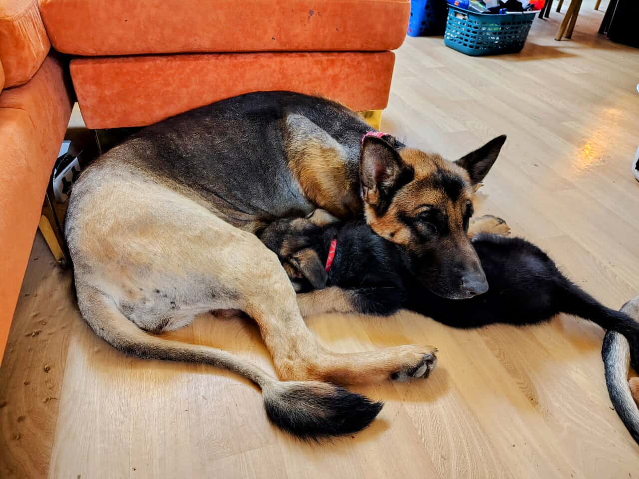 AKC German Shepherd puppies, 5 boys, 10wks image 2