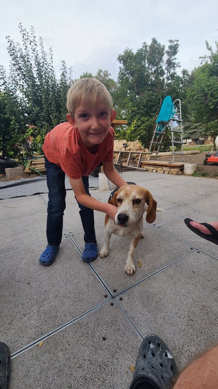 Rehome Sweet Beagle (purebread male intact) image 15