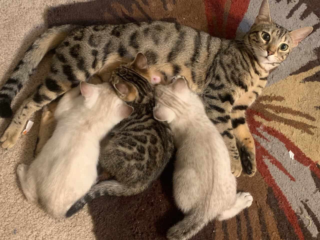 Bengal Kittens image 6