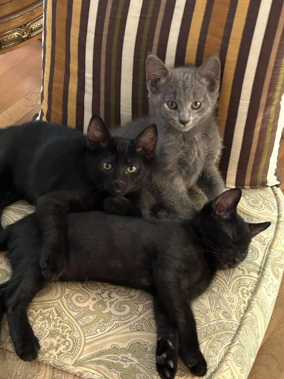 🐾 Bonded Black Kittens & Gray Pal – Shallotte NC image 1