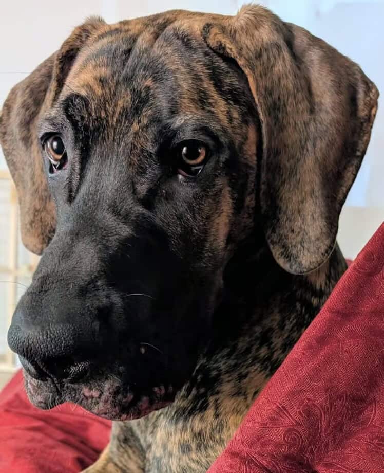 Great Dane 9mnths image 1
