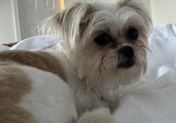 Shorkie Female – 2 y/o