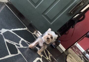 8 month old full breed Yorkie