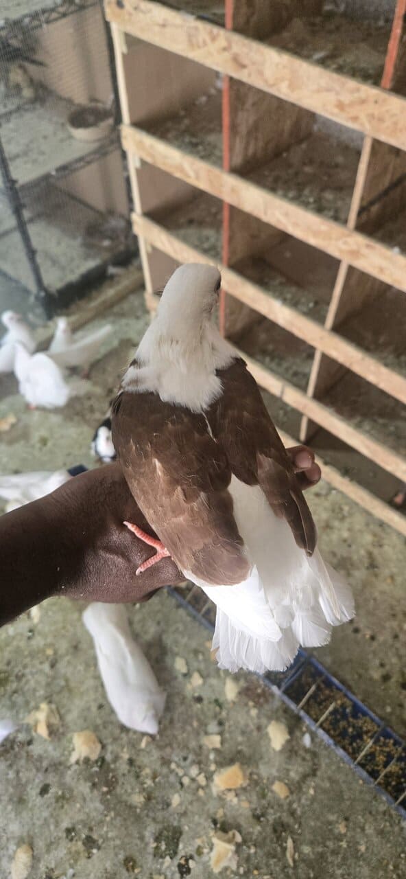 Pigeons image 2