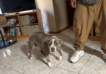 Needs a forever home