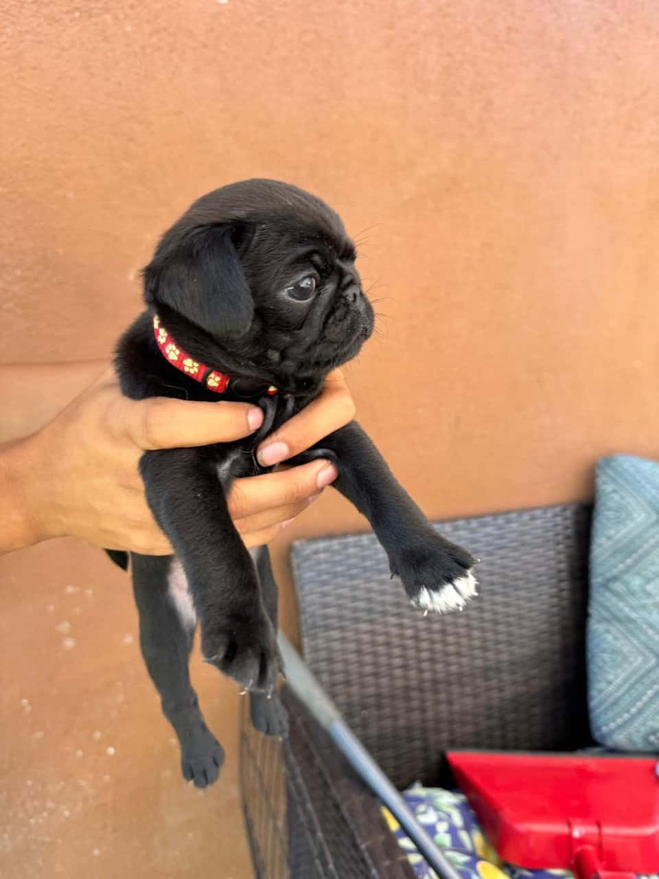 4 pug puppies image 6