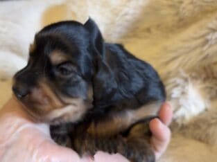 Oloff is a mini longhair Dachshund