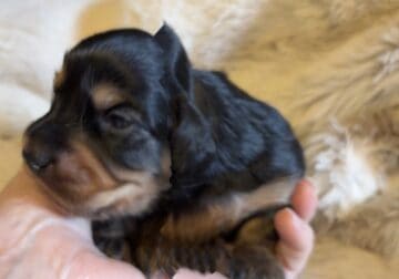 Oloff is a mini longhair Dachshund
