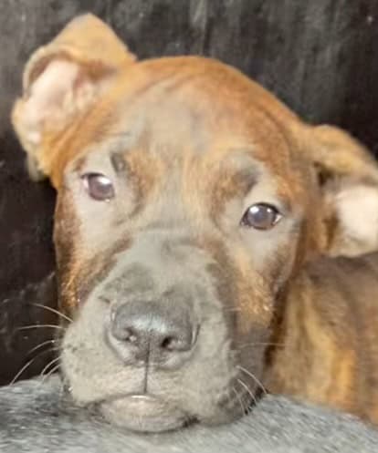 Cane corso image 1