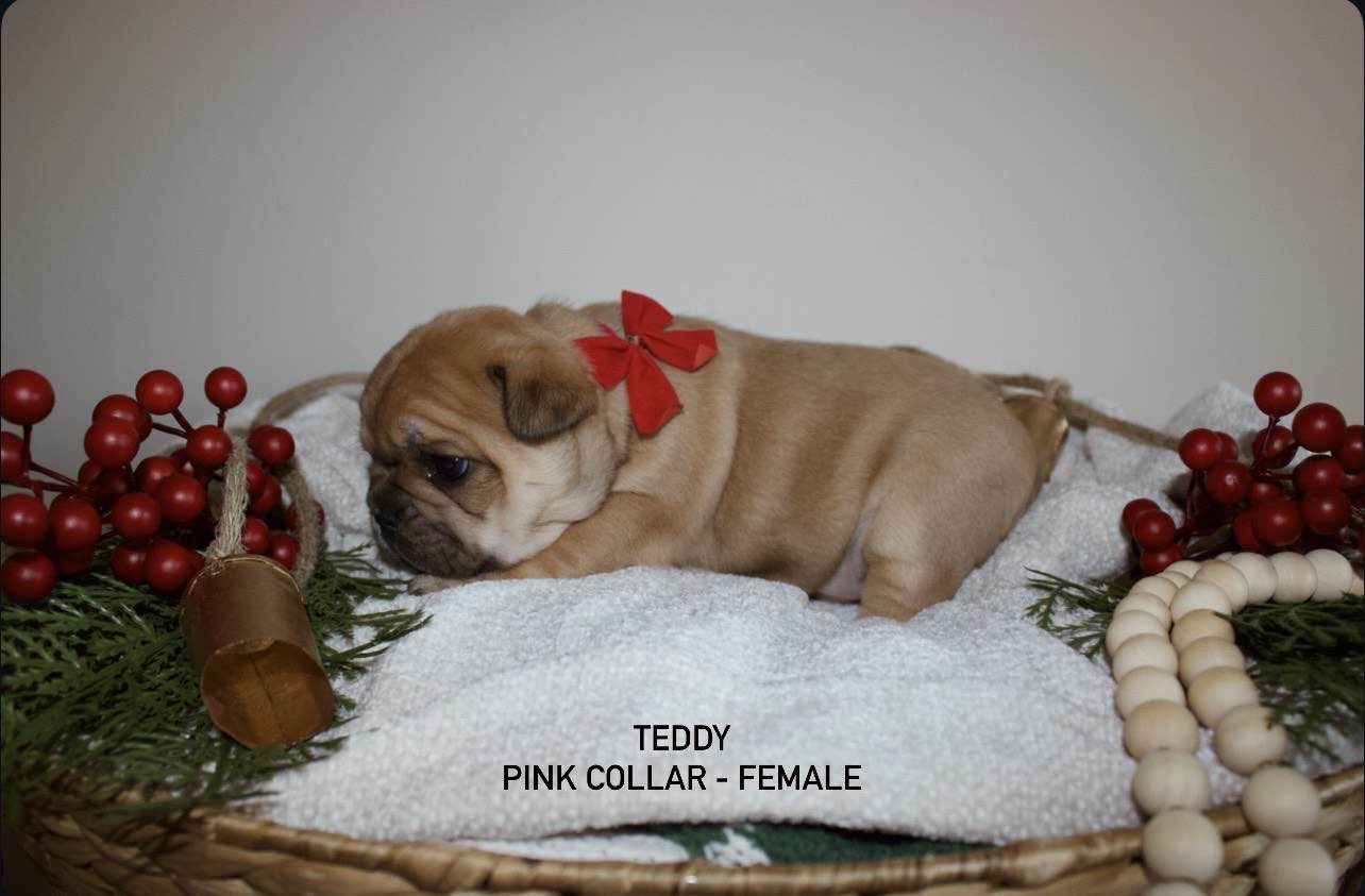 AKC French Bulldog Puppies image 4