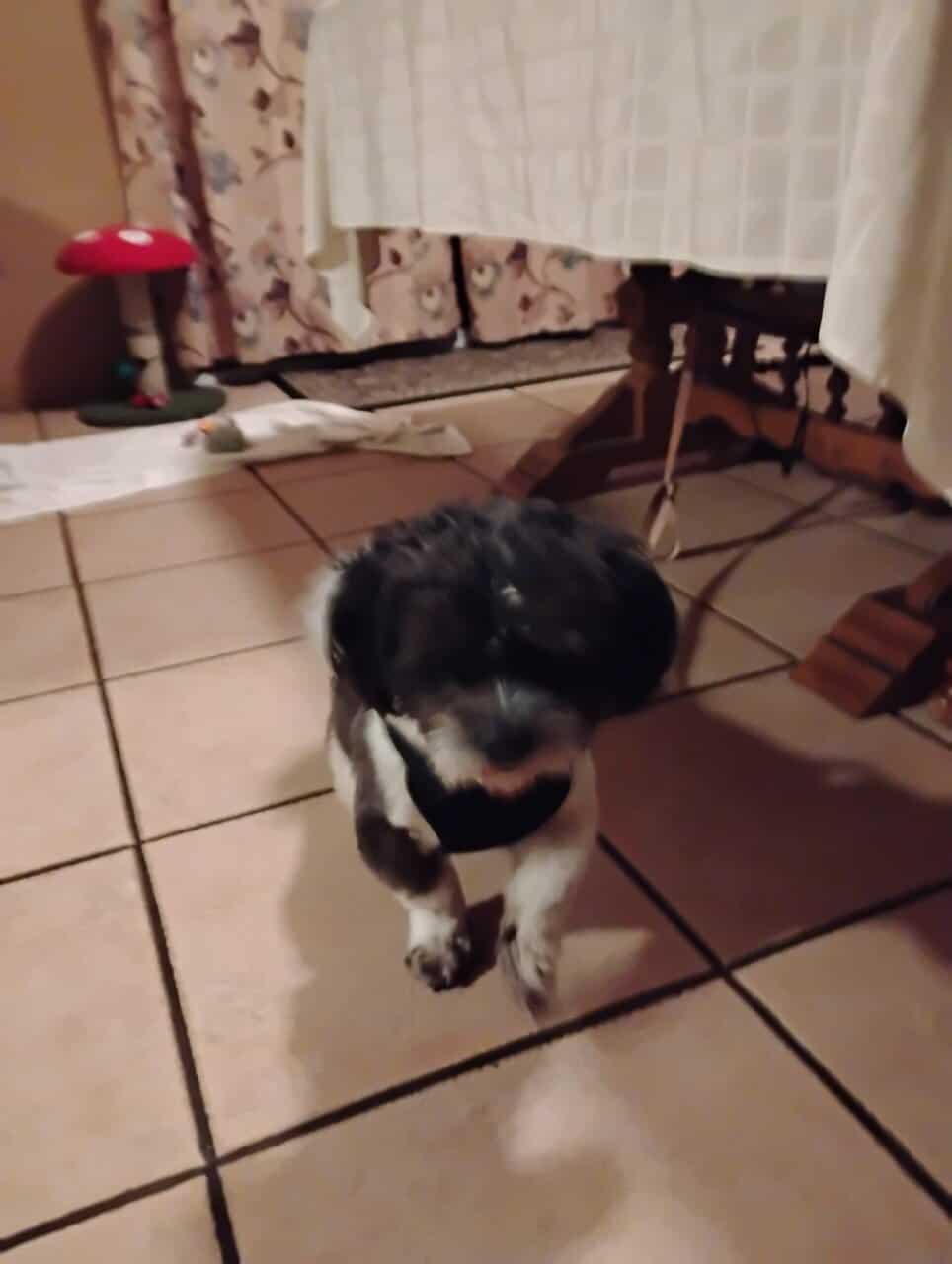 Shih tzu and poodle mix with AKC papers for sale image 3