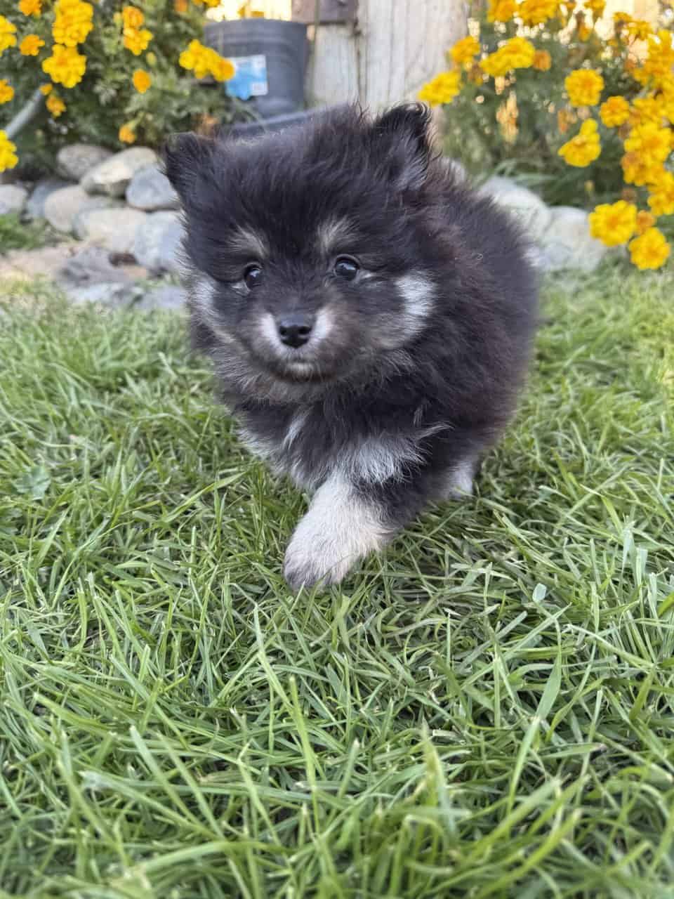 Pomeranian puppies image 4