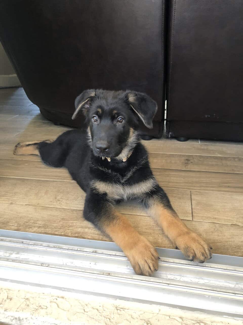 German Shepherd- Female image 4