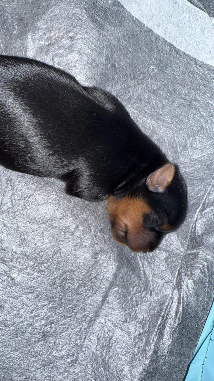 Yorkie image 3