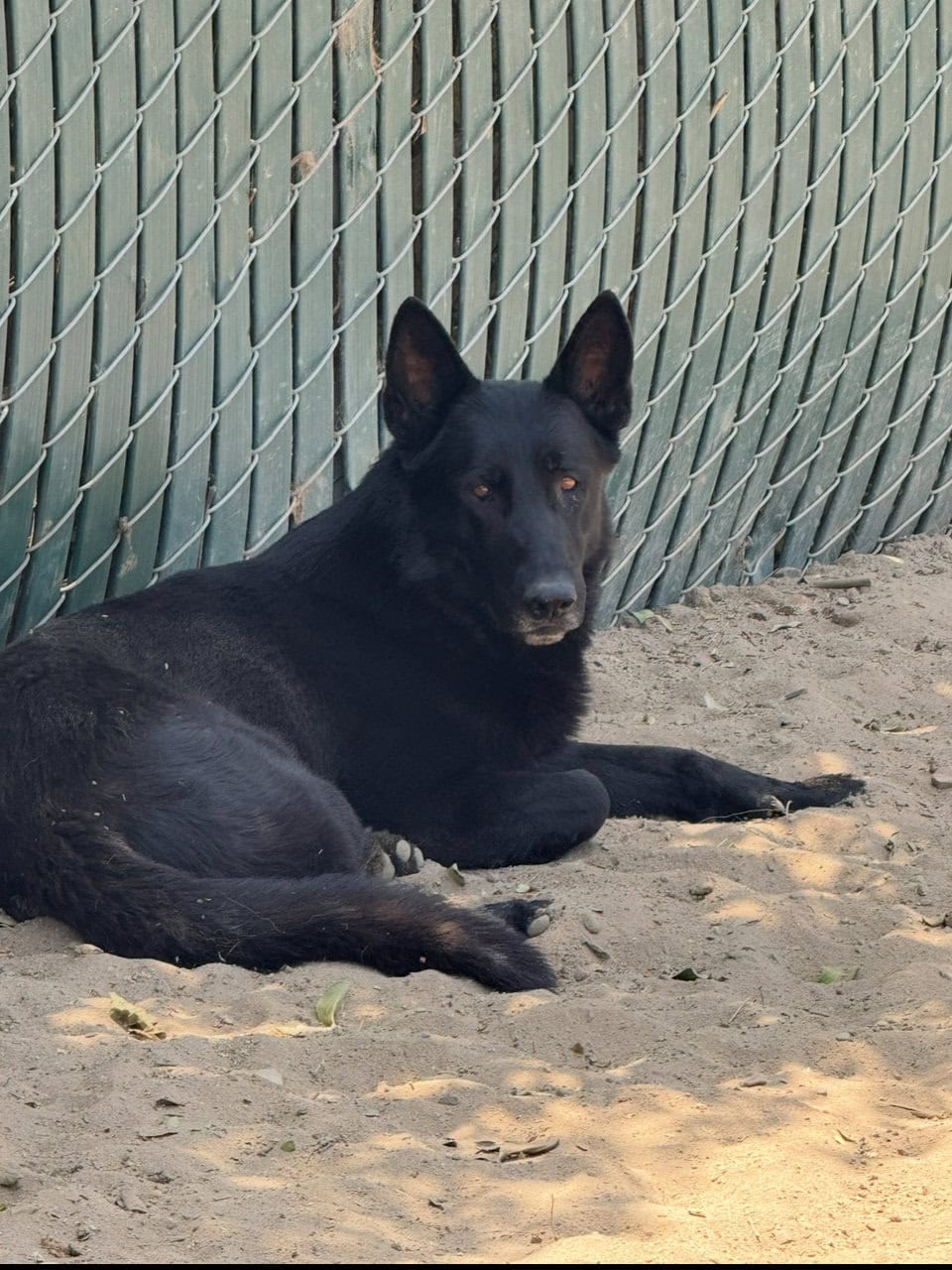 German shepherd Belgian malinois puppies for sale image 8