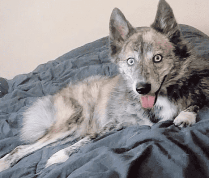 Beautiful Adult Male Husky Pomeranian Mix image 2