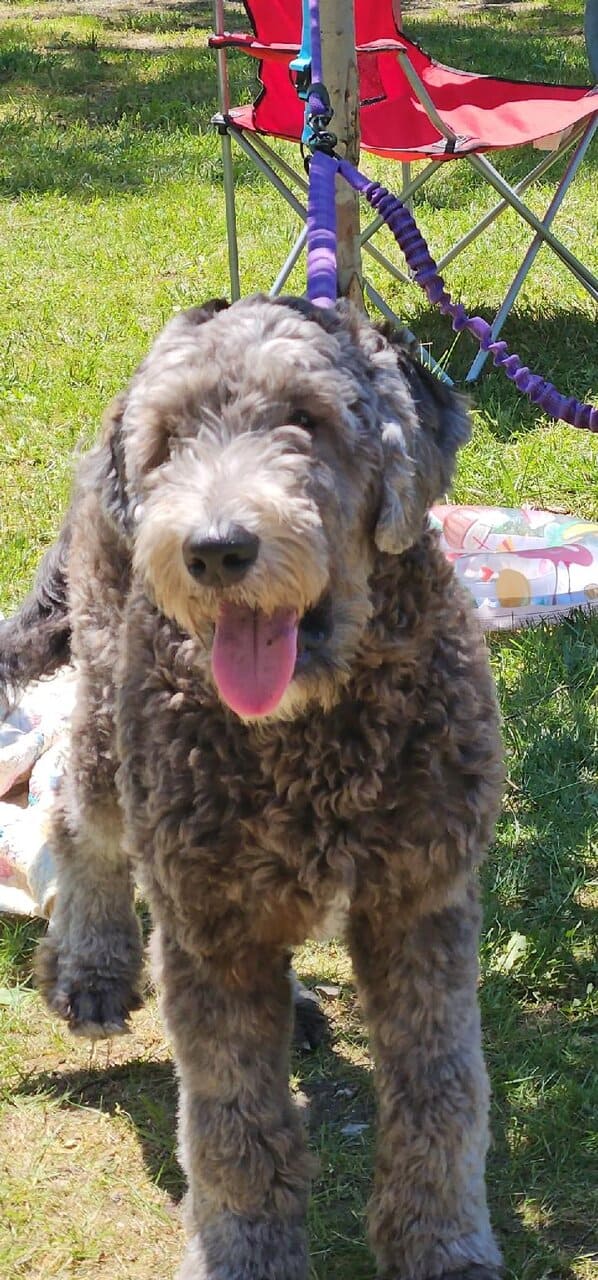 Goldendoodle puppies - take home nov 29 image 4