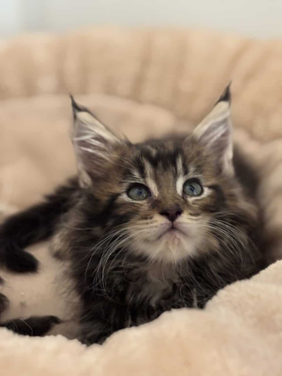 TICA registered Maine coon kittens image 10