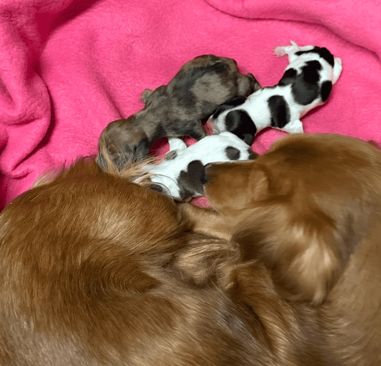 Dachshund Puppies image 4