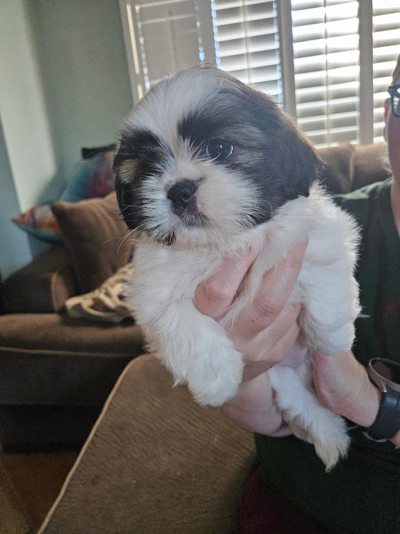 Shih Tzu/Pomeranian puppies for sale. image 5