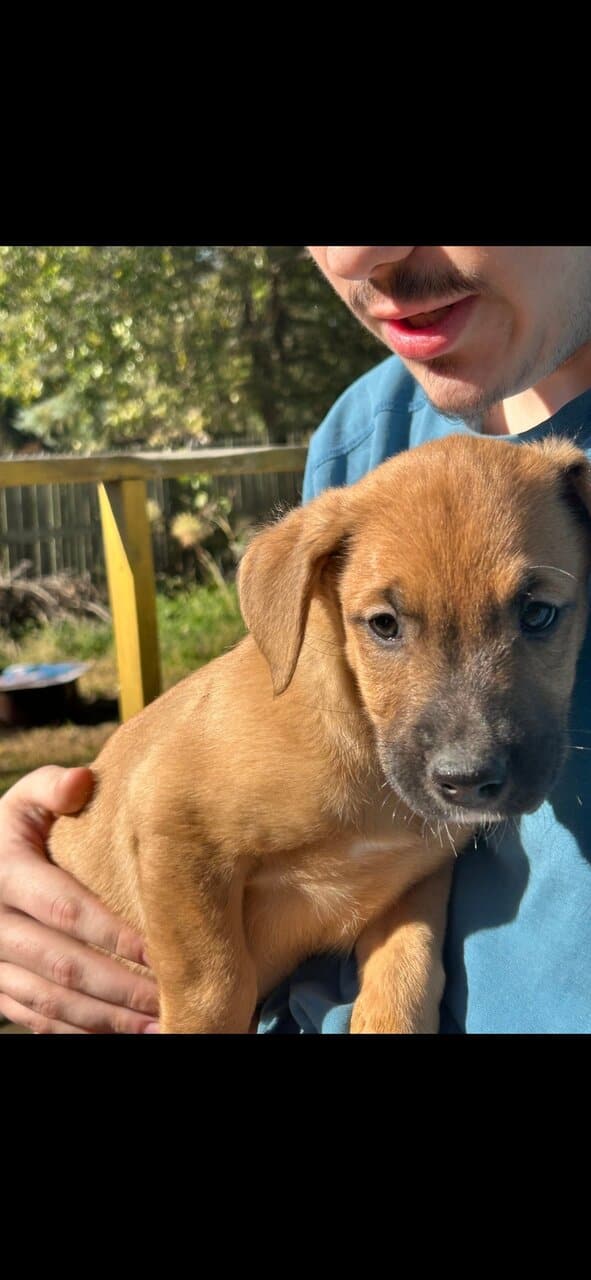 Mixed puppies image 7