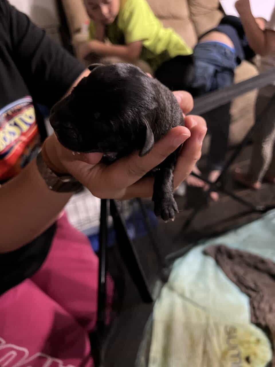 Legacy AKC English Mastiff Puppies—Brindle & Tan image 6