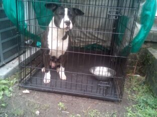 The Loving American Staffordshire Terrier