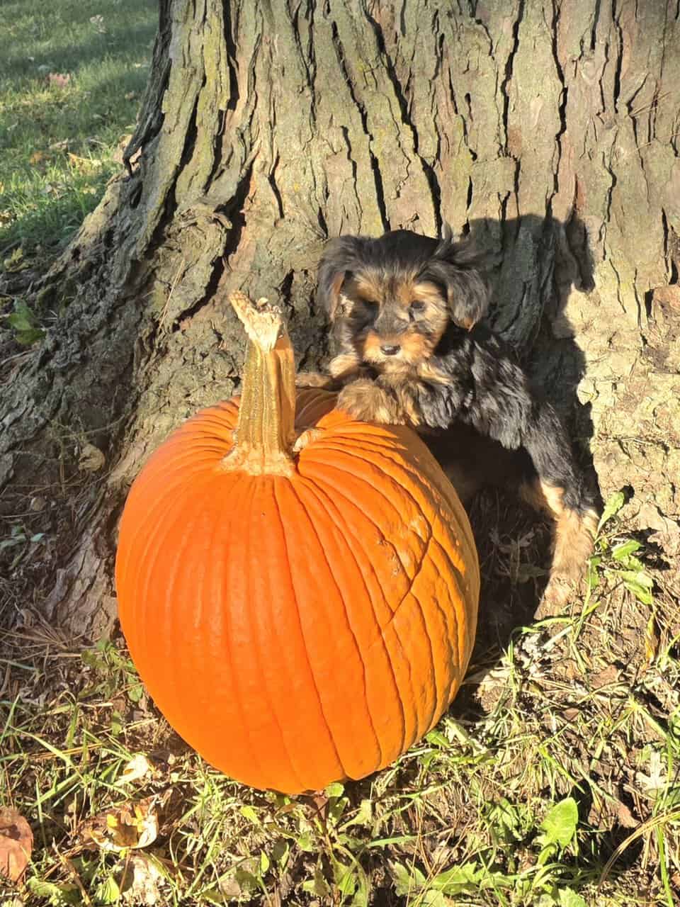 Yorkshire Terrier puppies for sale in Michigan image 4