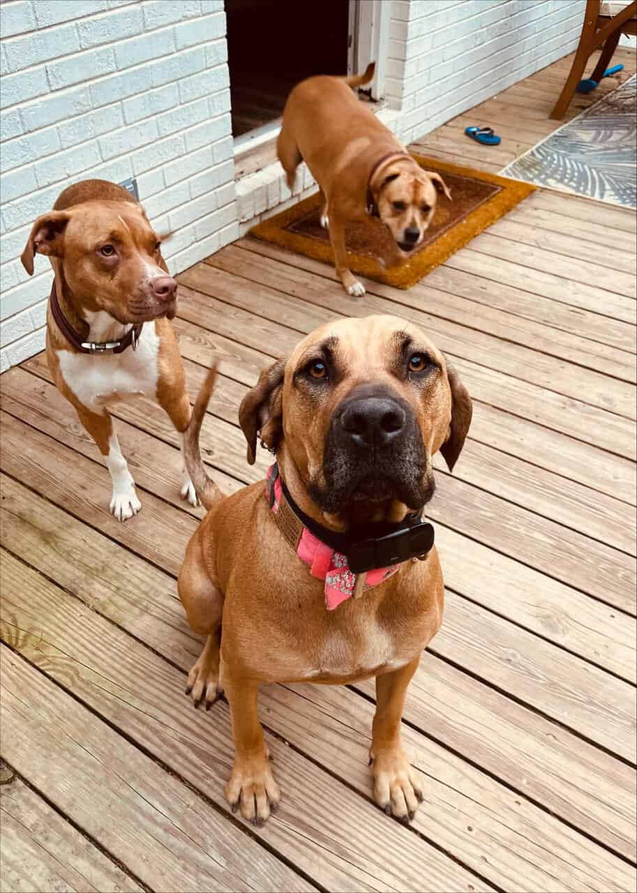 Gentle Giant Looking for a Loving Family image 3