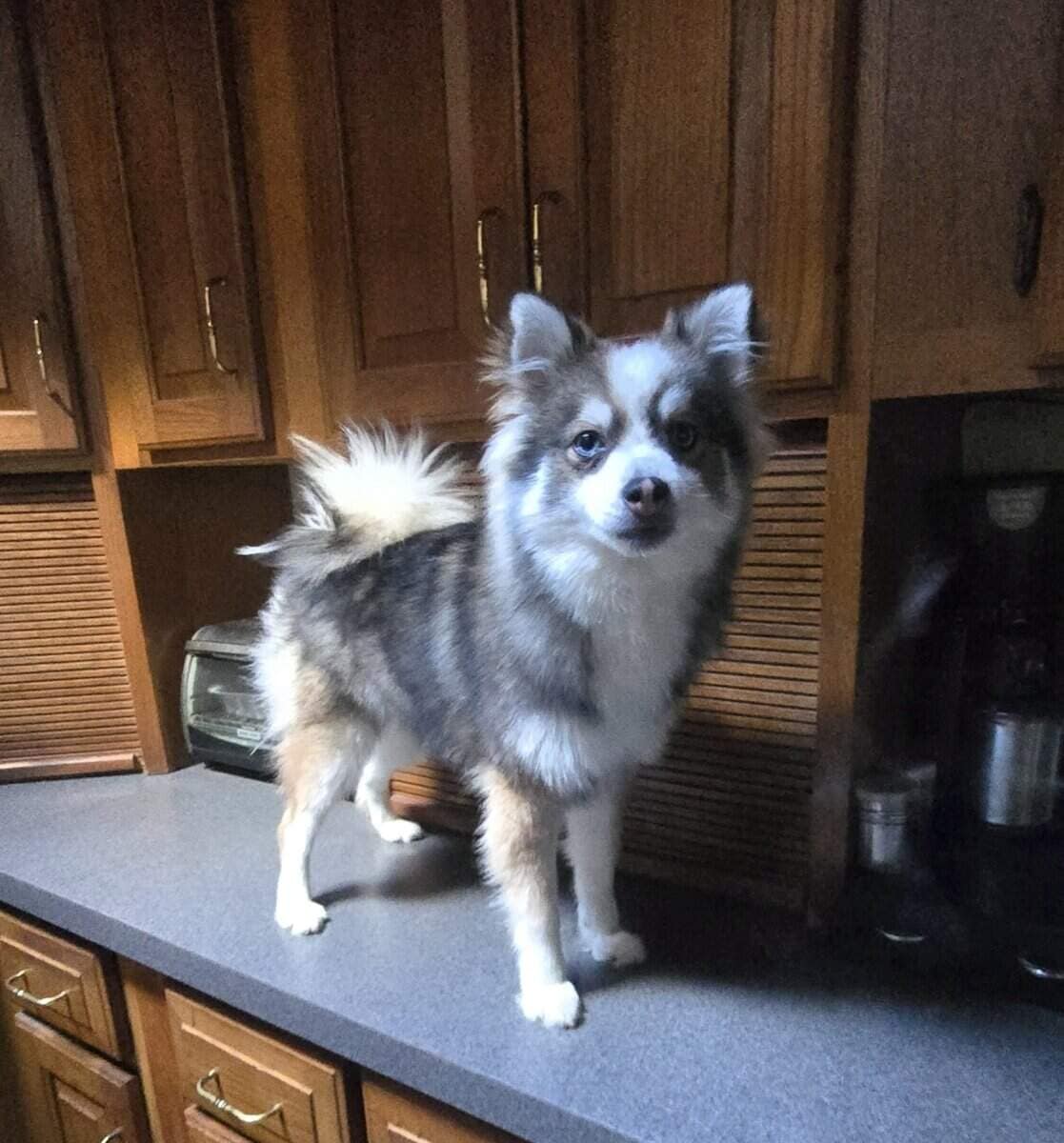 💙 Pomsky Lovers — Rare Opportunity, Unbeatable Pr image 5