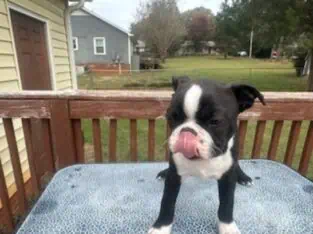 Boston Terrier Looking for FureverHome