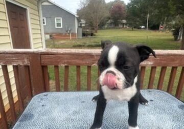 Boston Terrier Looking for FureverHome