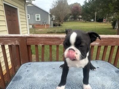 Boston Terrier Looking for FureverHome