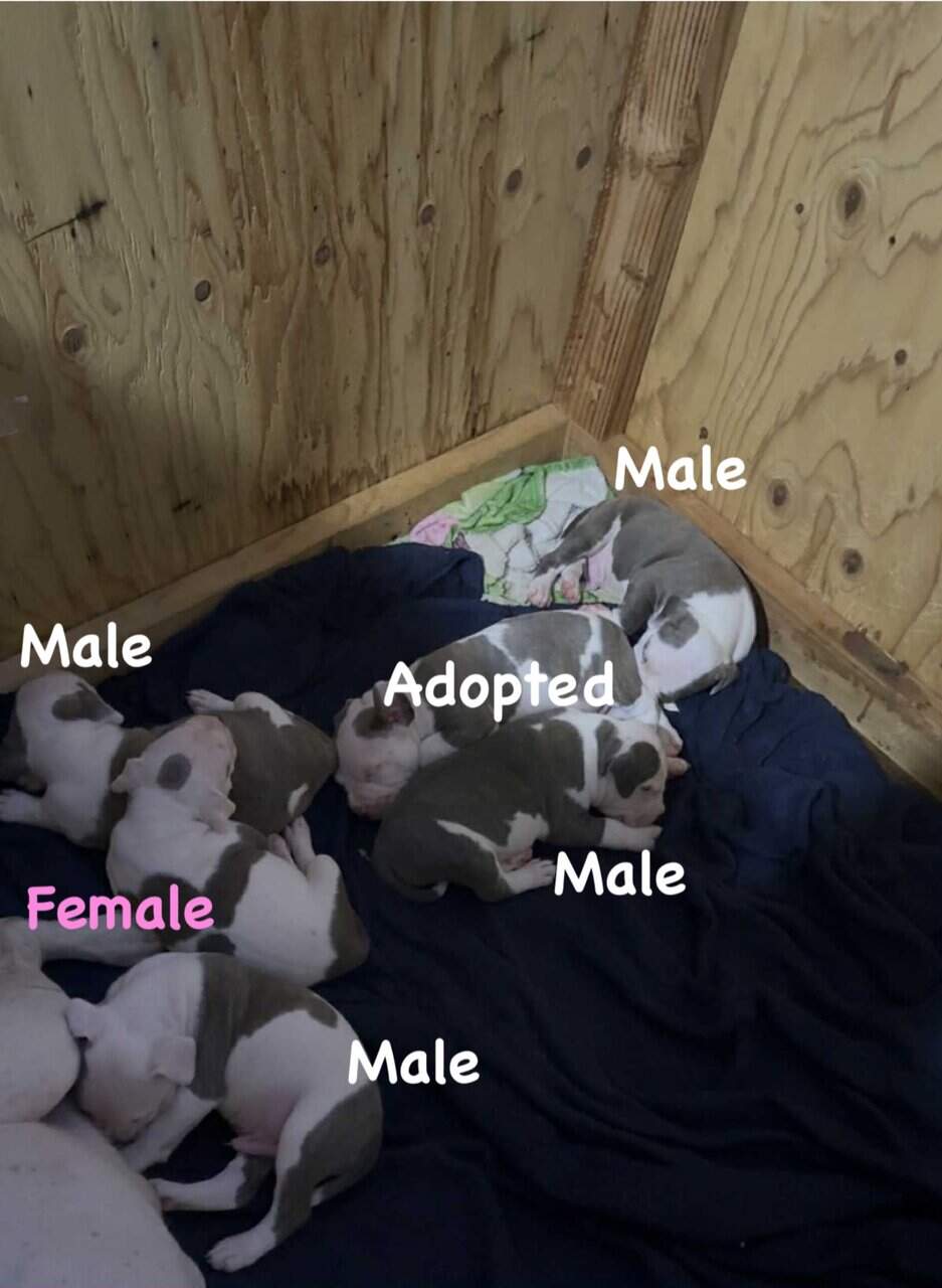 Blue Nose Pitbull puppies image 1