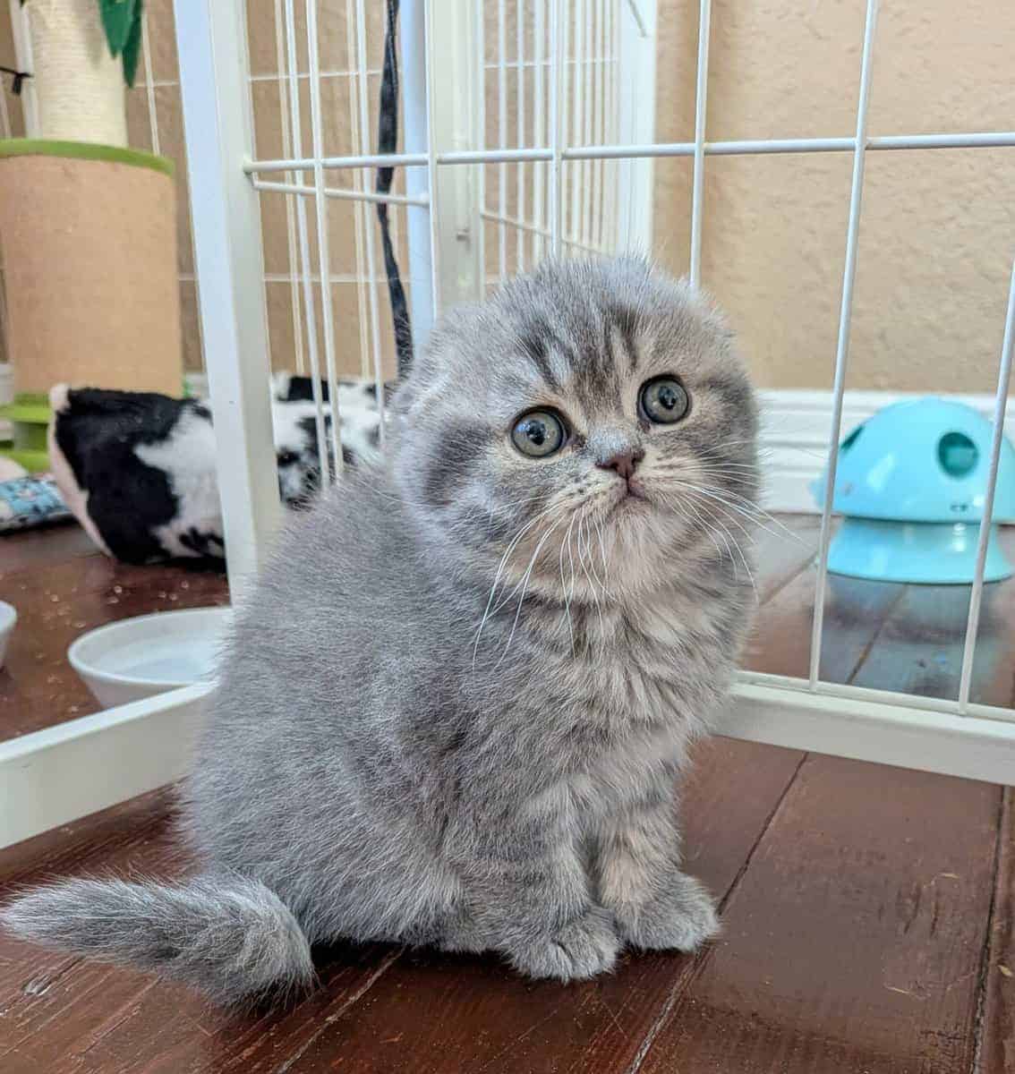 Scottish folds image 2