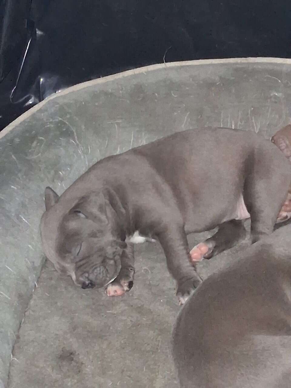8 American bully/Staffordshire terrier puppies image 6
