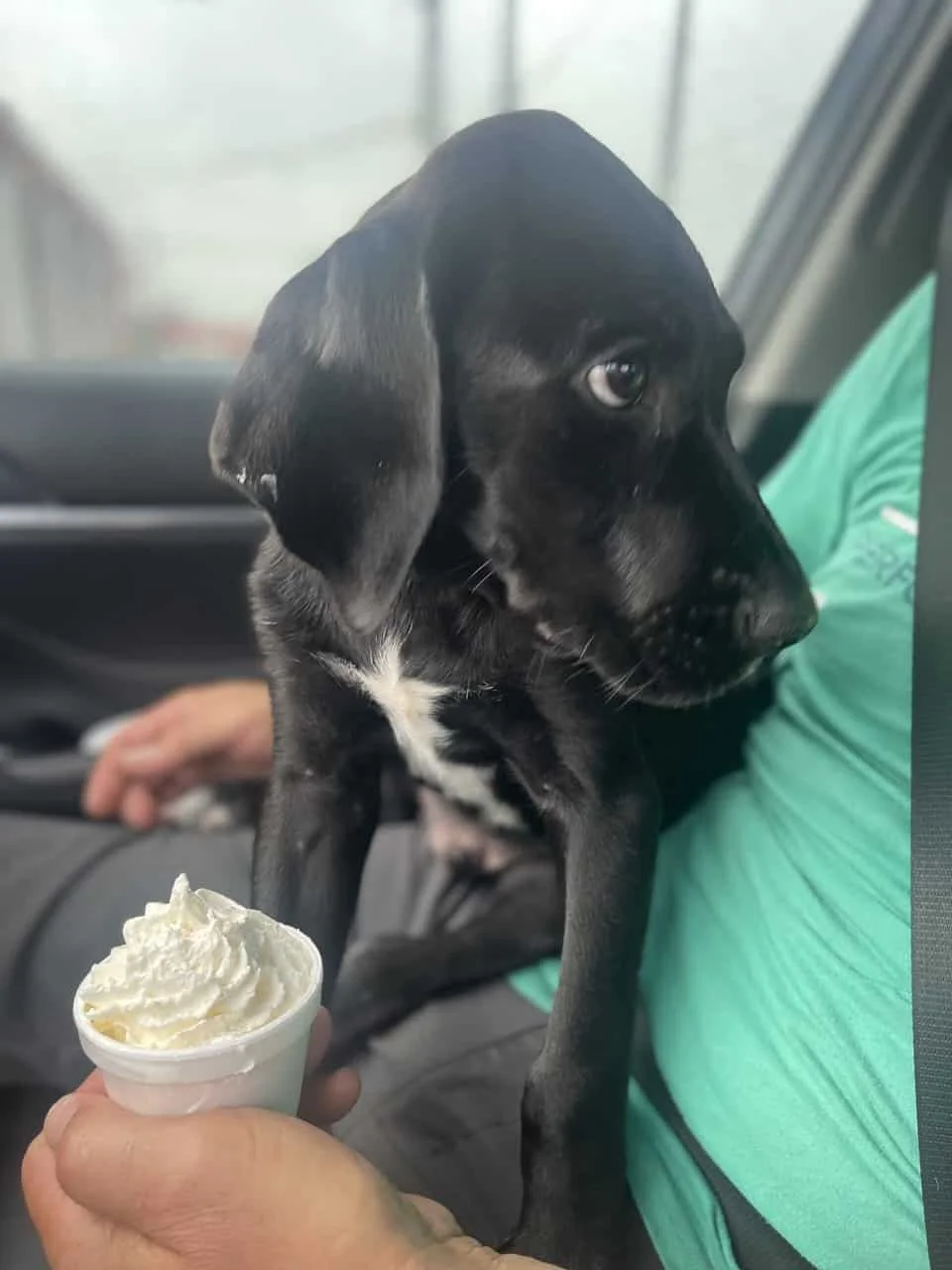 Labra Pic Labra Dane Puppy | PetClassifieds.com - petclassifieds