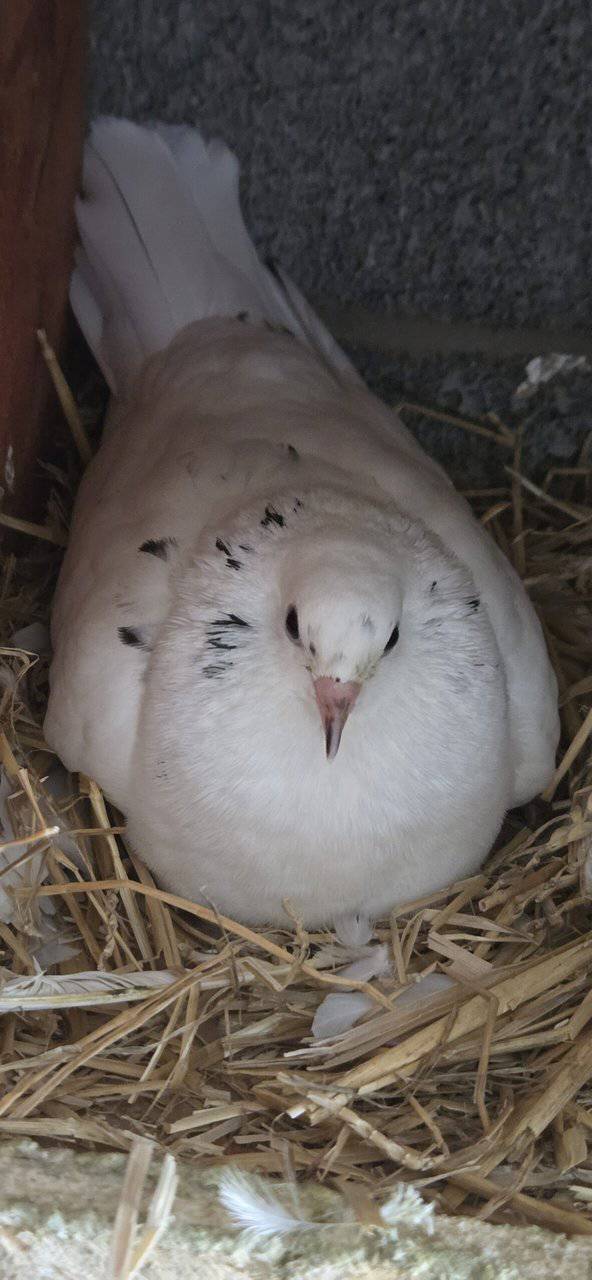 Pigeons image 3