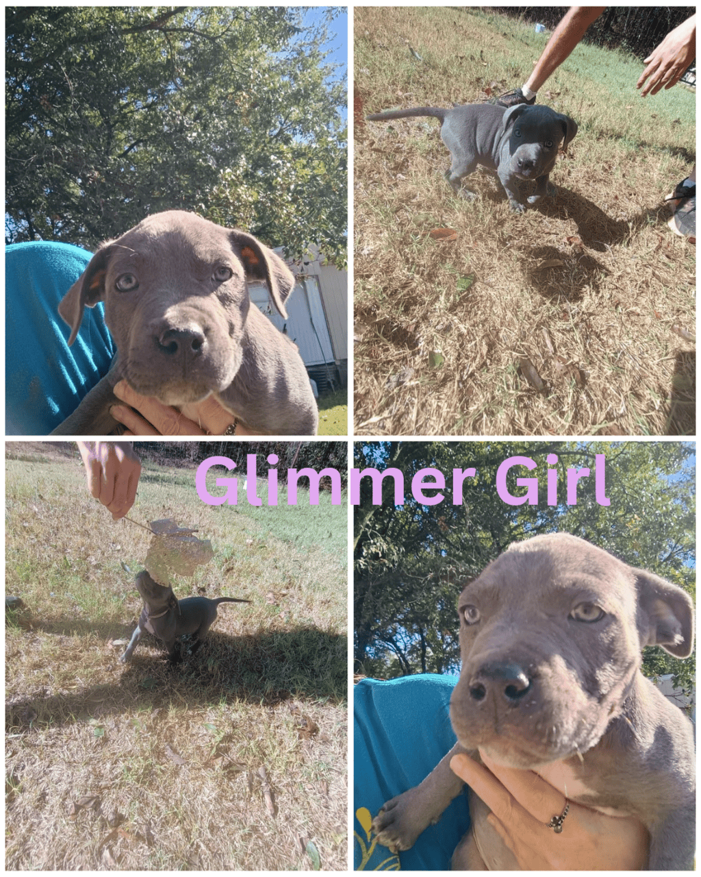 Blue nose Pitbull puppies image 2