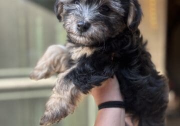 8 week old shorkie poo pups