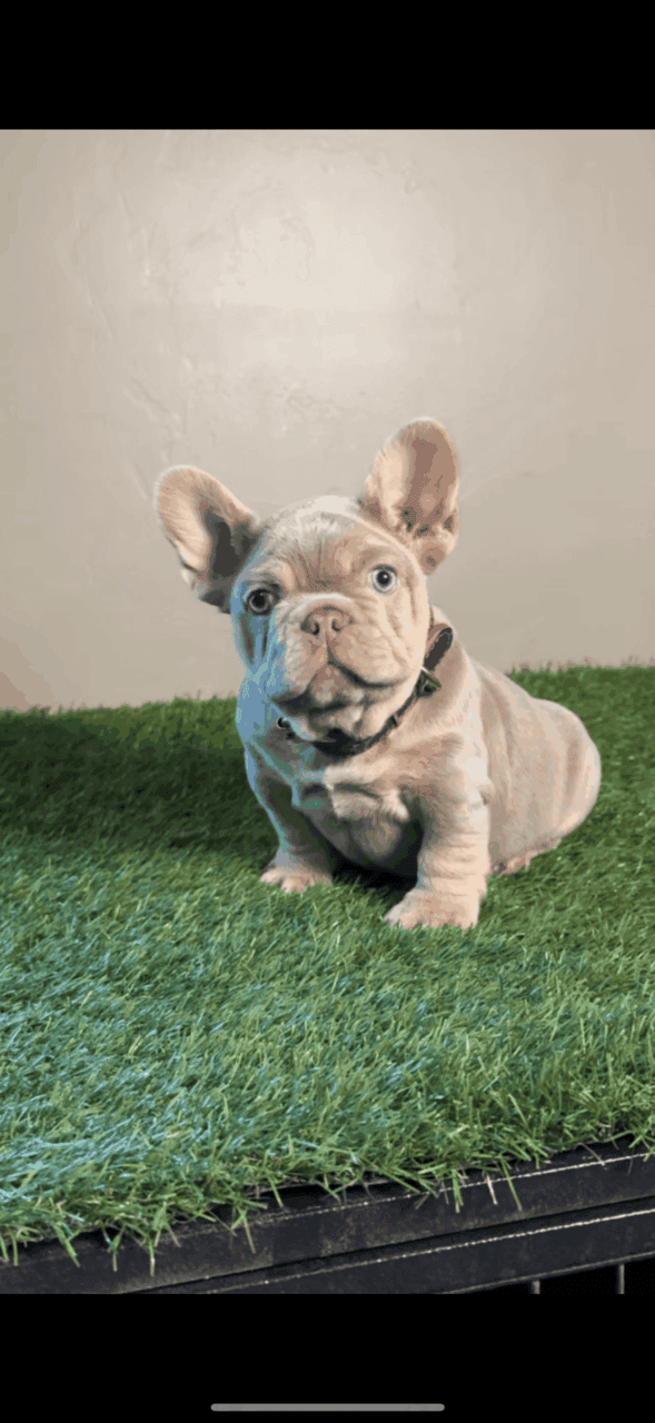 French bulldog image 5