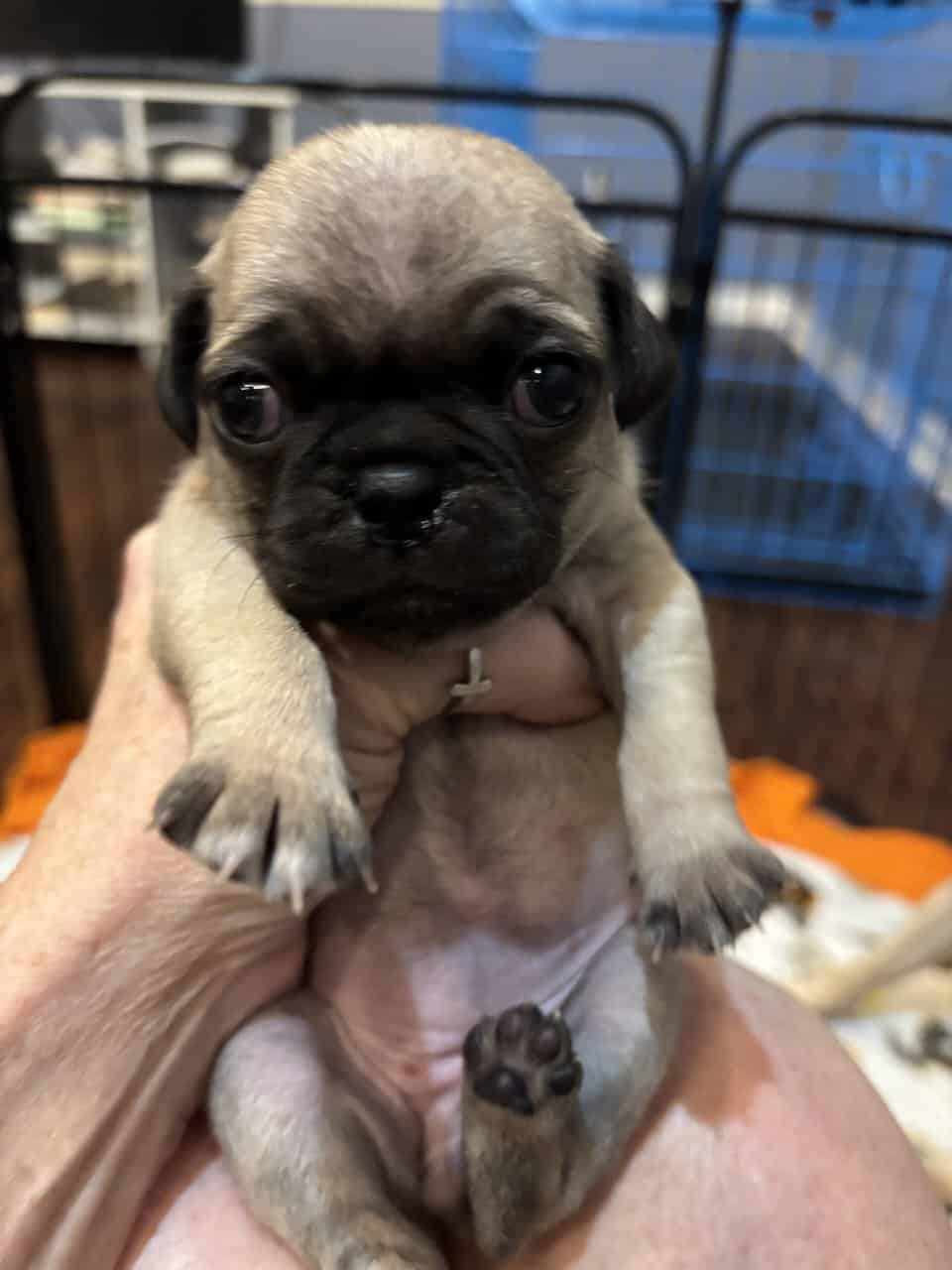 Fawn Pug Puppies image 5