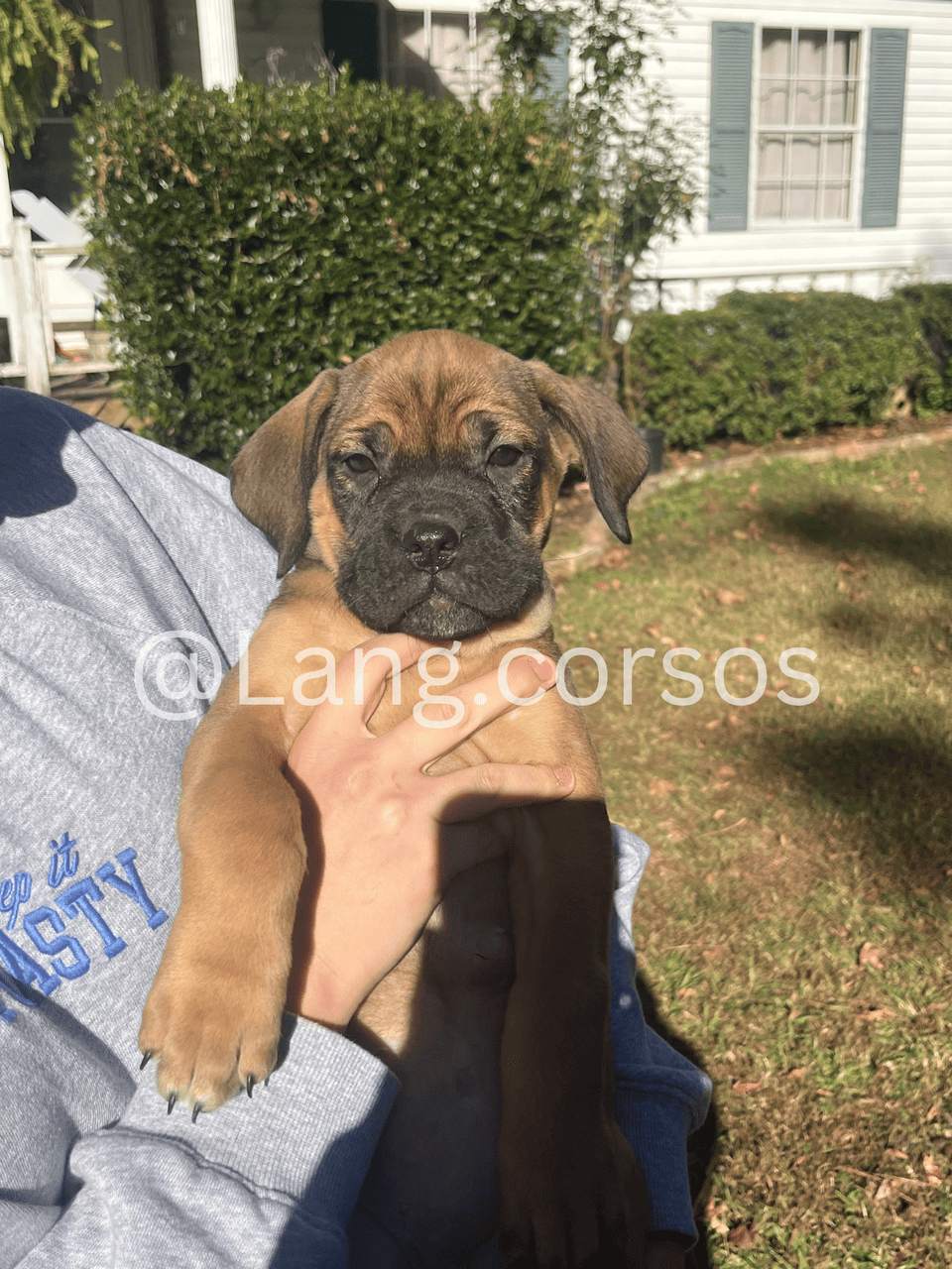 Cane corso puppies for sale image 1