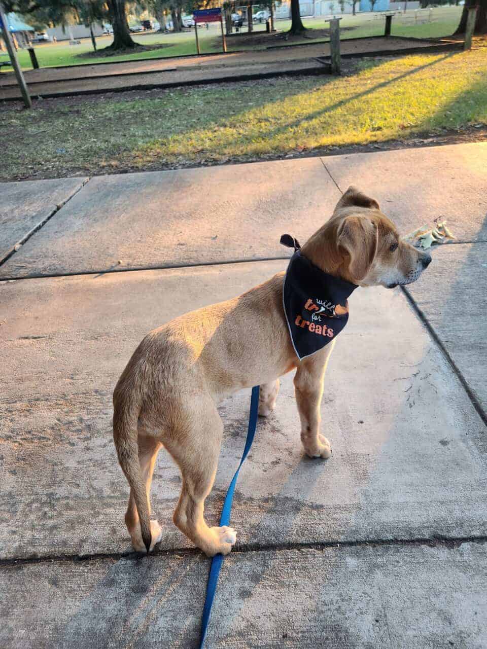 Abandoned puppy seeks loving home image 2