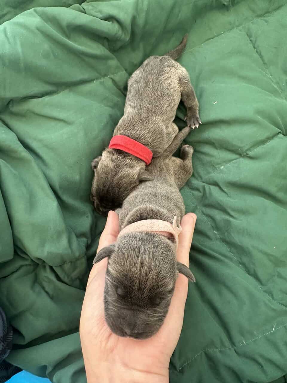 Cane Corso Mix image 19