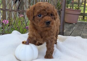 Little Bug (male Cockapoo)