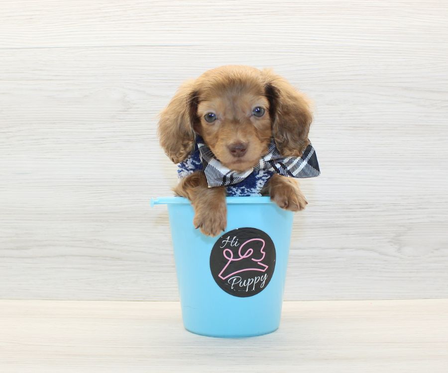 Beautiful Dachshund Puppy For Sale image 4