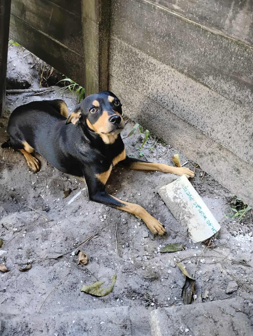 Chihuahua image 3