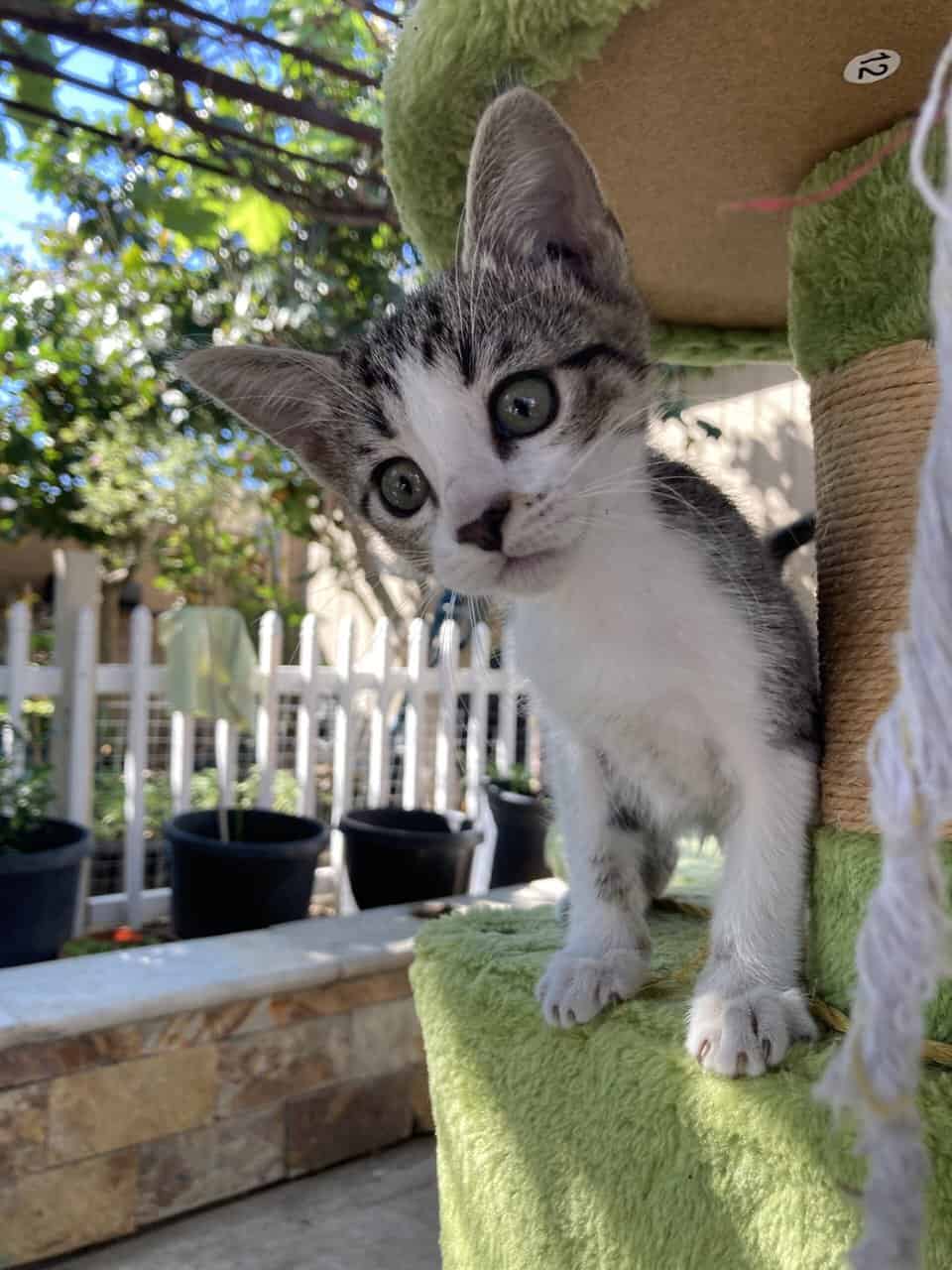 9 weeks cat kittens image 6