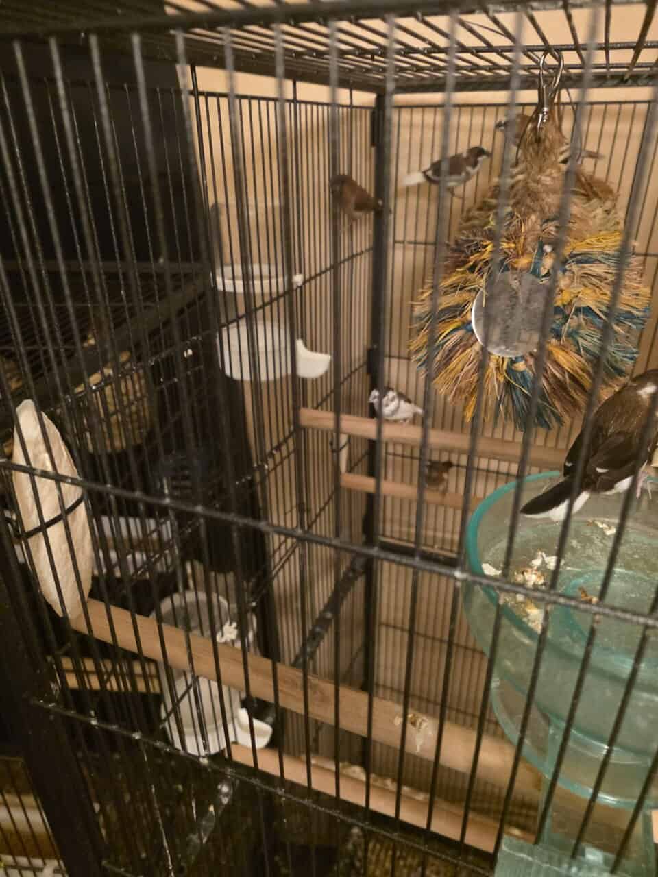13 hand raised and bred society finches for sale image 4